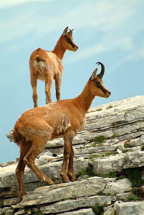 Camoscio d''Abruzzo Rupicapra pyrenaica ornata